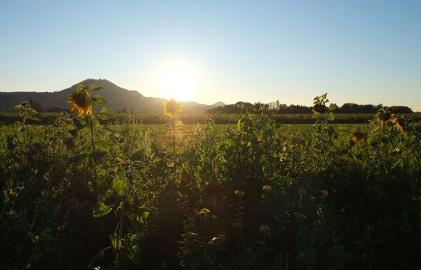 Bienenweiden auf Ackerflächen - der landwirtschaftliche Lehrpfad zur Nahrungsmittelproduktion auf der Schlatteben